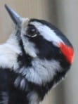 downy woodpecker