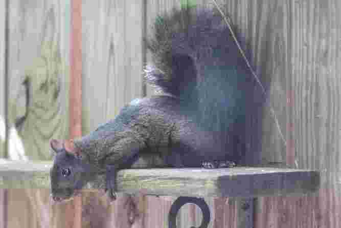 Black Squirrel