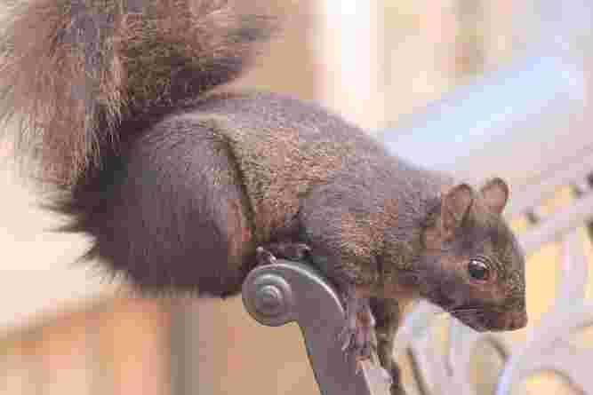 Black Squirrel