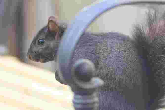 Black Squirrel