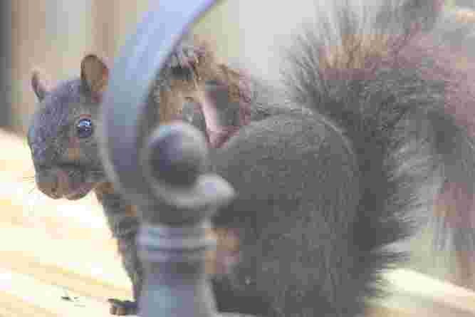 Black Squirrel