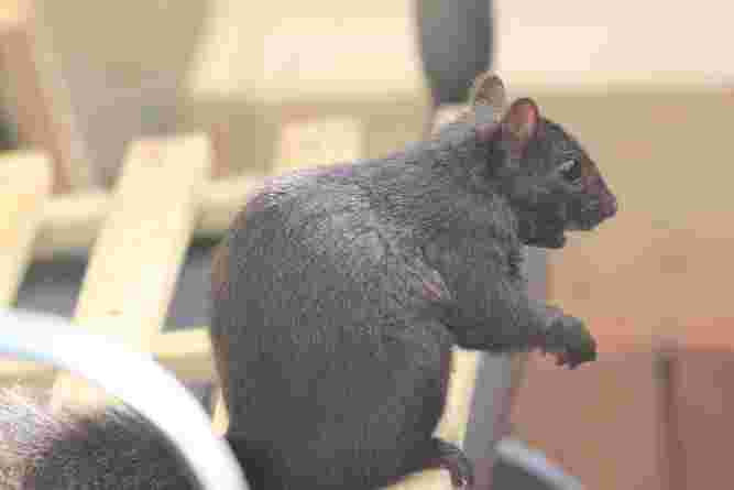 Black Squirrel
