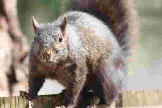 Black Squirrel
