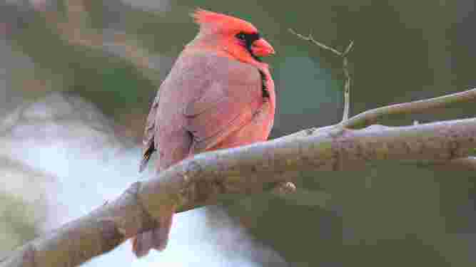 Cardinal