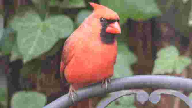 Cardinal
