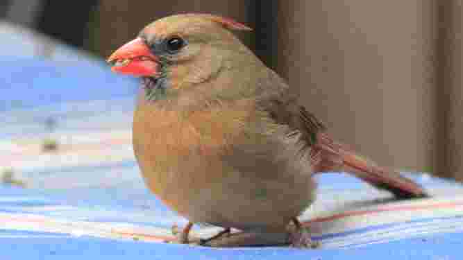 Cardinal