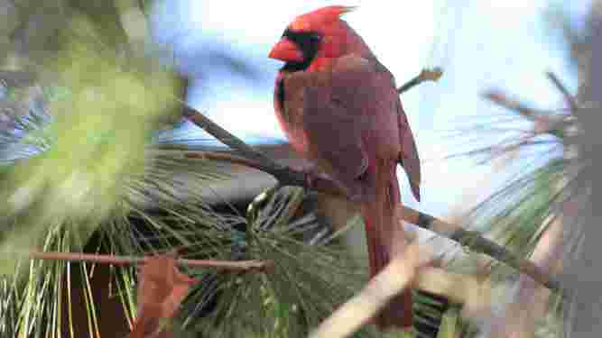 Cardinal