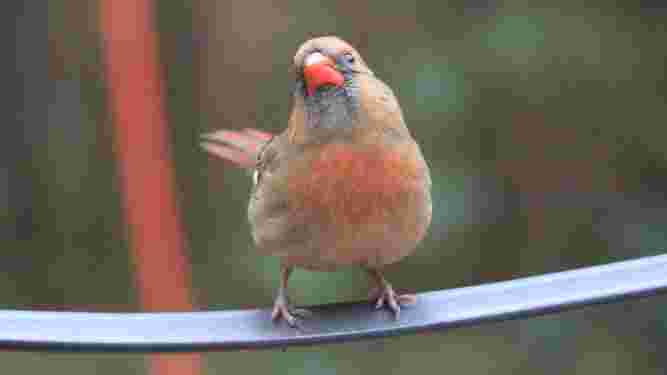 Cardinal