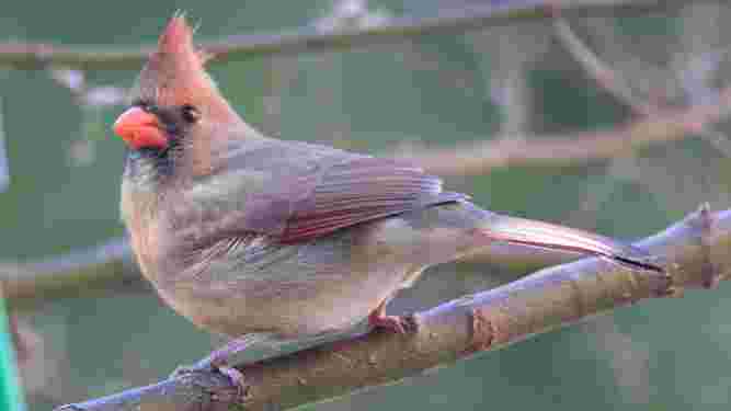 Cardinal