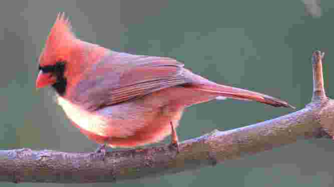 Cardinal