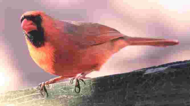 Cardinal