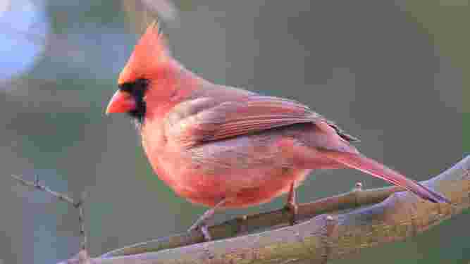 Cardinal