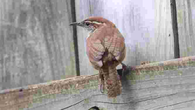 Carolina Wren