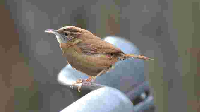 Carolina Wren