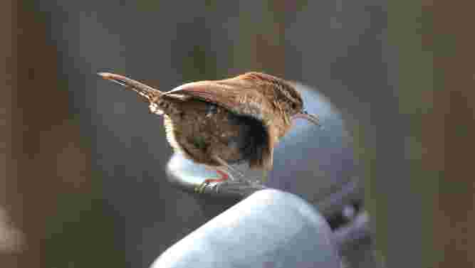 Carolina Wren