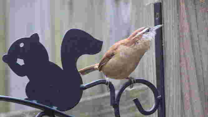 Carolina Wren