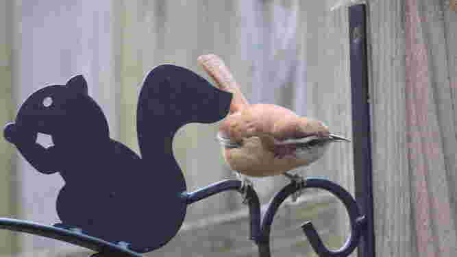Carolina Wren