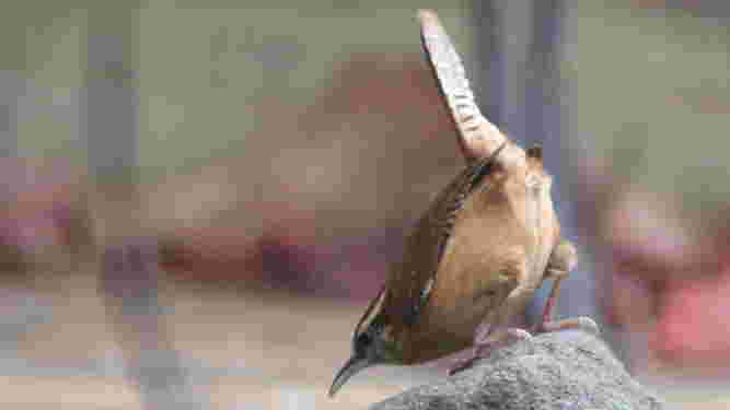 Carolina Wren