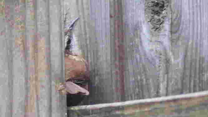 Carolina Wren
