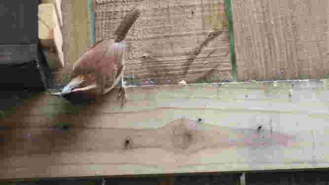 Carolina Wren
