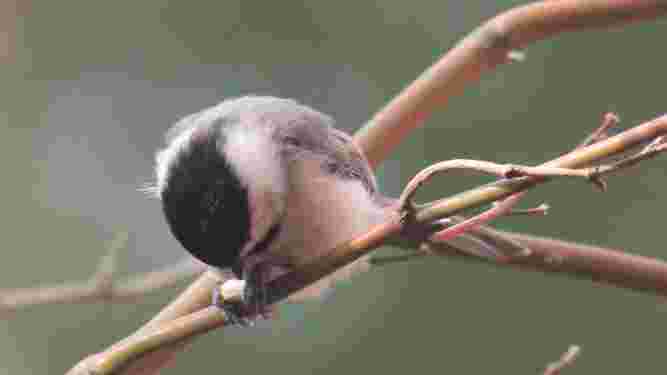 Carolina Chickadee