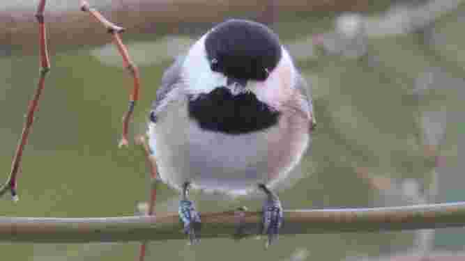 Carolina Chickadee