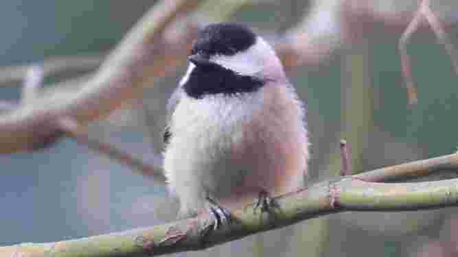 Carolina Chickadee