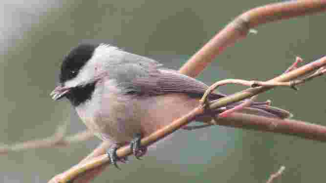 Carolina Chickadee