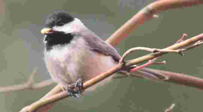 Carolina Chickadee