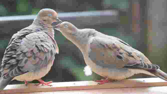 Mourning Dove
