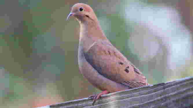Mourning Dove