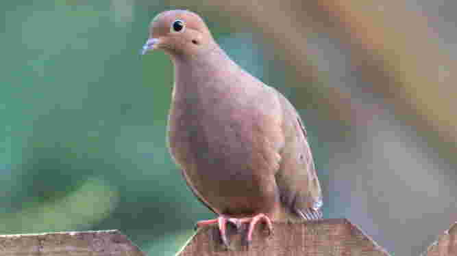 Mourning Dove