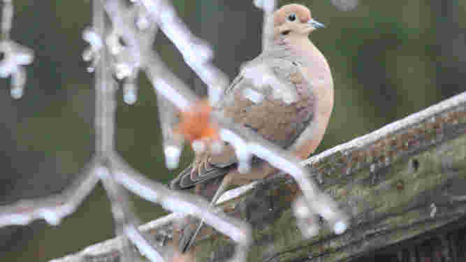 Mourning Dove