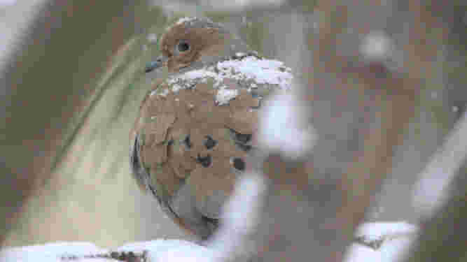 Mourning Dove