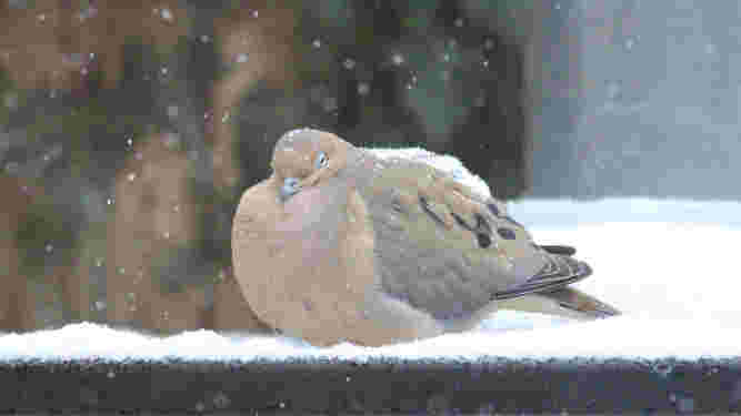 Mourning Dove