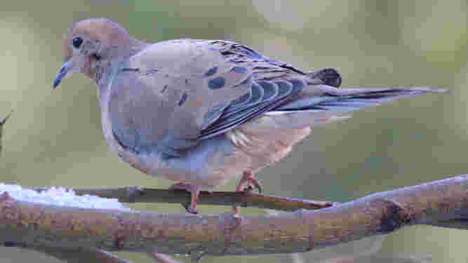 Mourning Dove