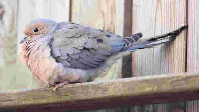 Mourning Dove