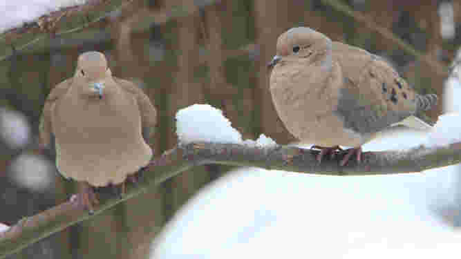 Mourning Dove