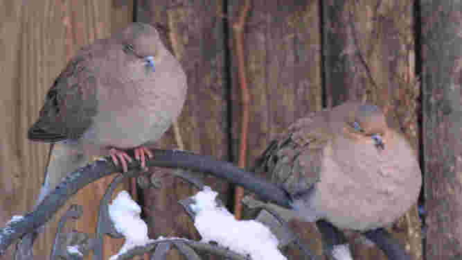 Mourning Dove