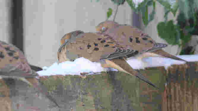 Mourning Dove