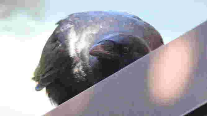 Common Grackle