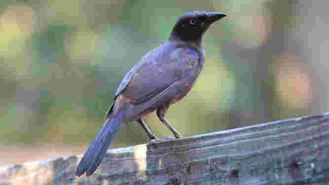 Common Grackle