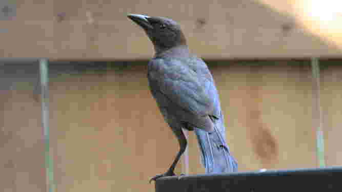 Common Grackle