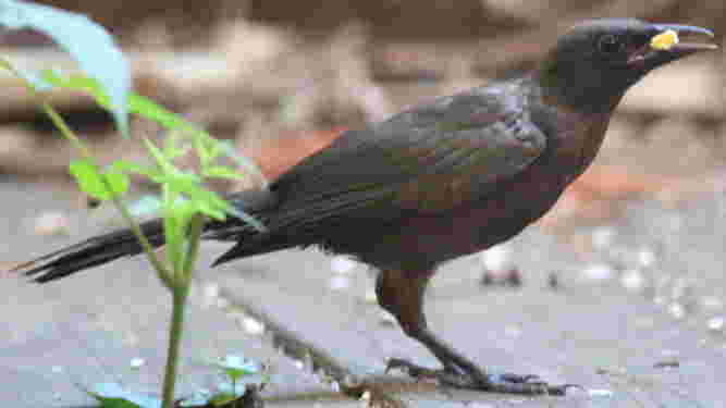 Common Grackle