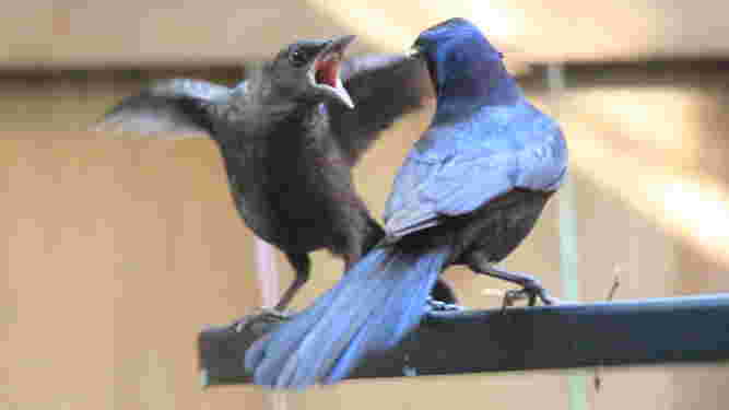 Common Grackle