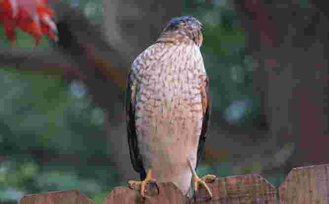 Cooper's Hawk