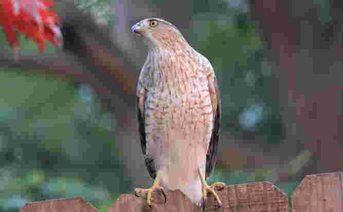 Cooper's Hawk