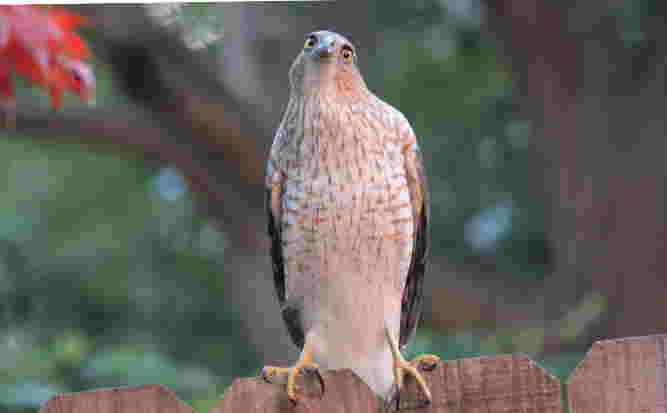 Cooper's Hawk