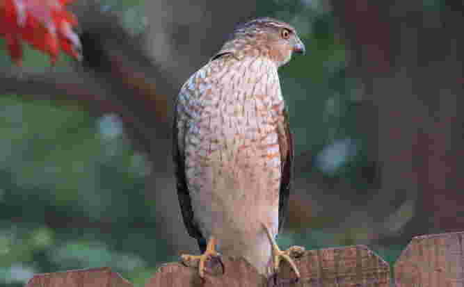 Cooper's Hawk