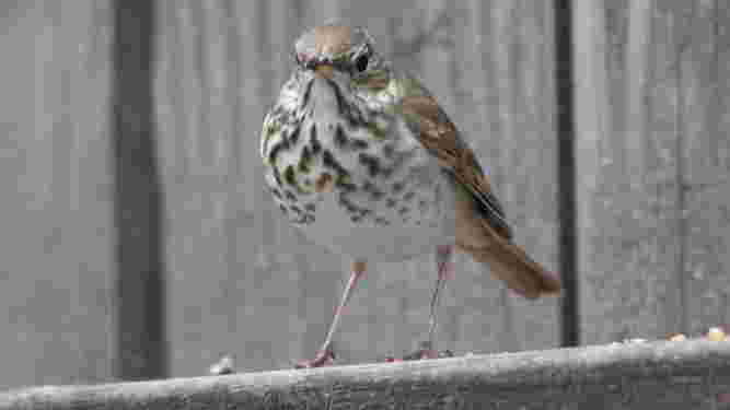 Hermit Thrush